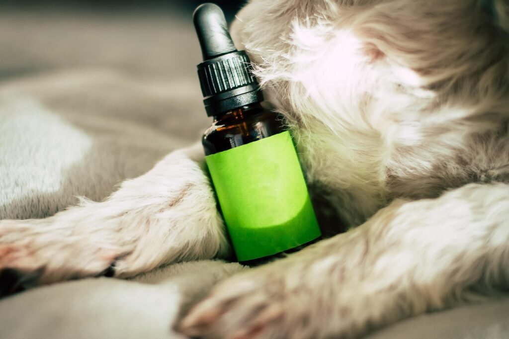 découvrez le cbd : ses bienfaits, ses utilisations et comment il peut améliorer votre bien-être quotidien. plongez dans le monde du cannabidiol et explorez ses effets sur la santé.