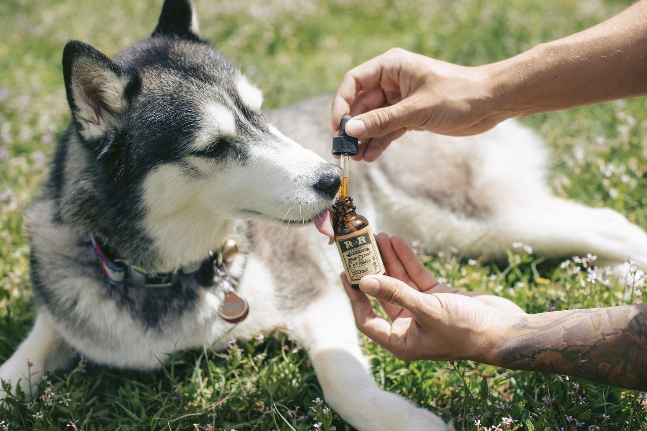 découvrez le cbd, un composé naturel aux multiples bienfaits pour le bien-être. explorez ses propriétés relaxantes, anti-inflammatoires et son utilisation dans divers produits, allant des huiles aux cosmétiques. apprenez comment intégrer le cbd dans votre quotidien pour une vie plus sereine.